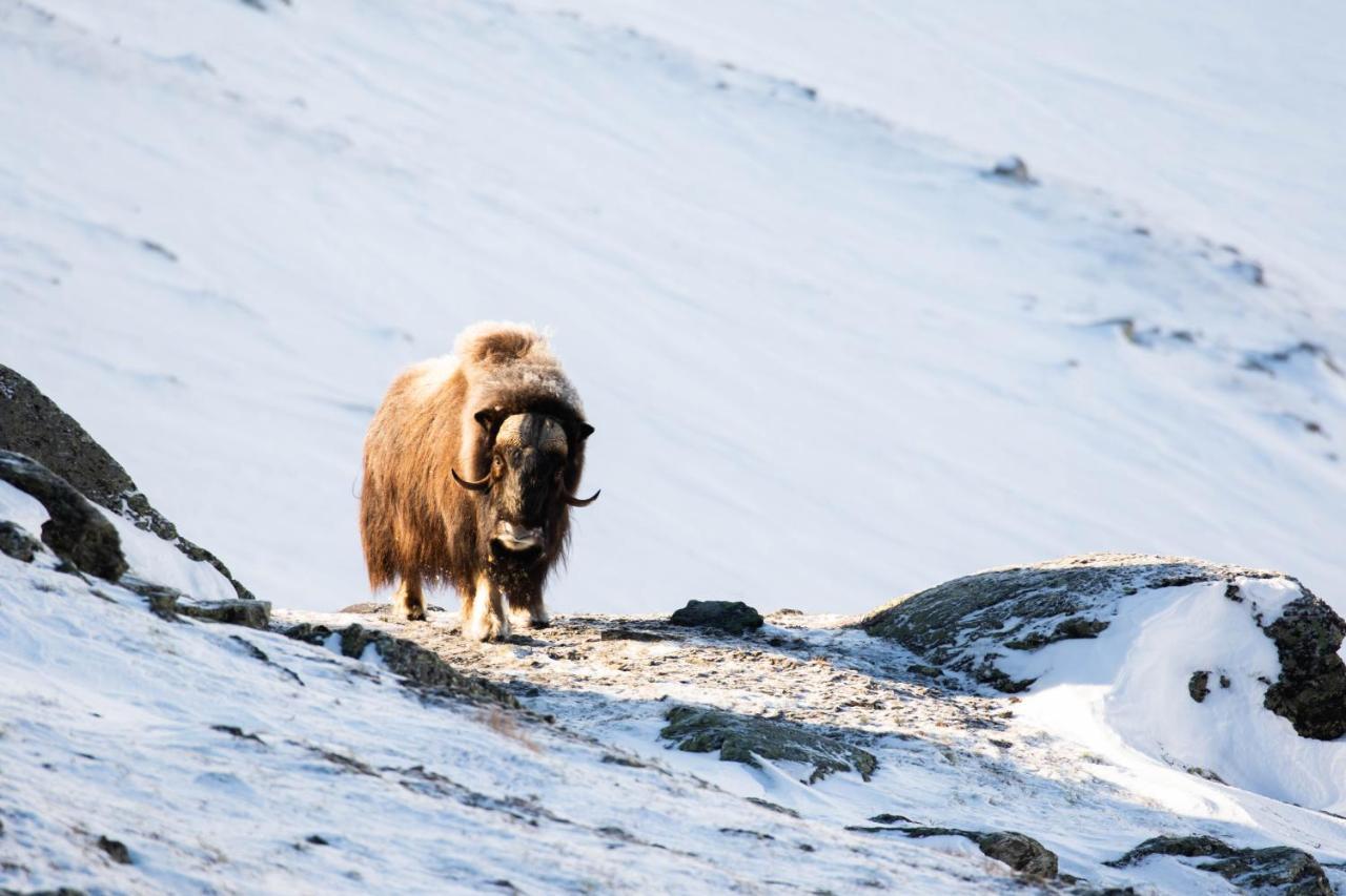 Rondane River Lodge - Rondane Gjestegard Enden Екстериор снимка