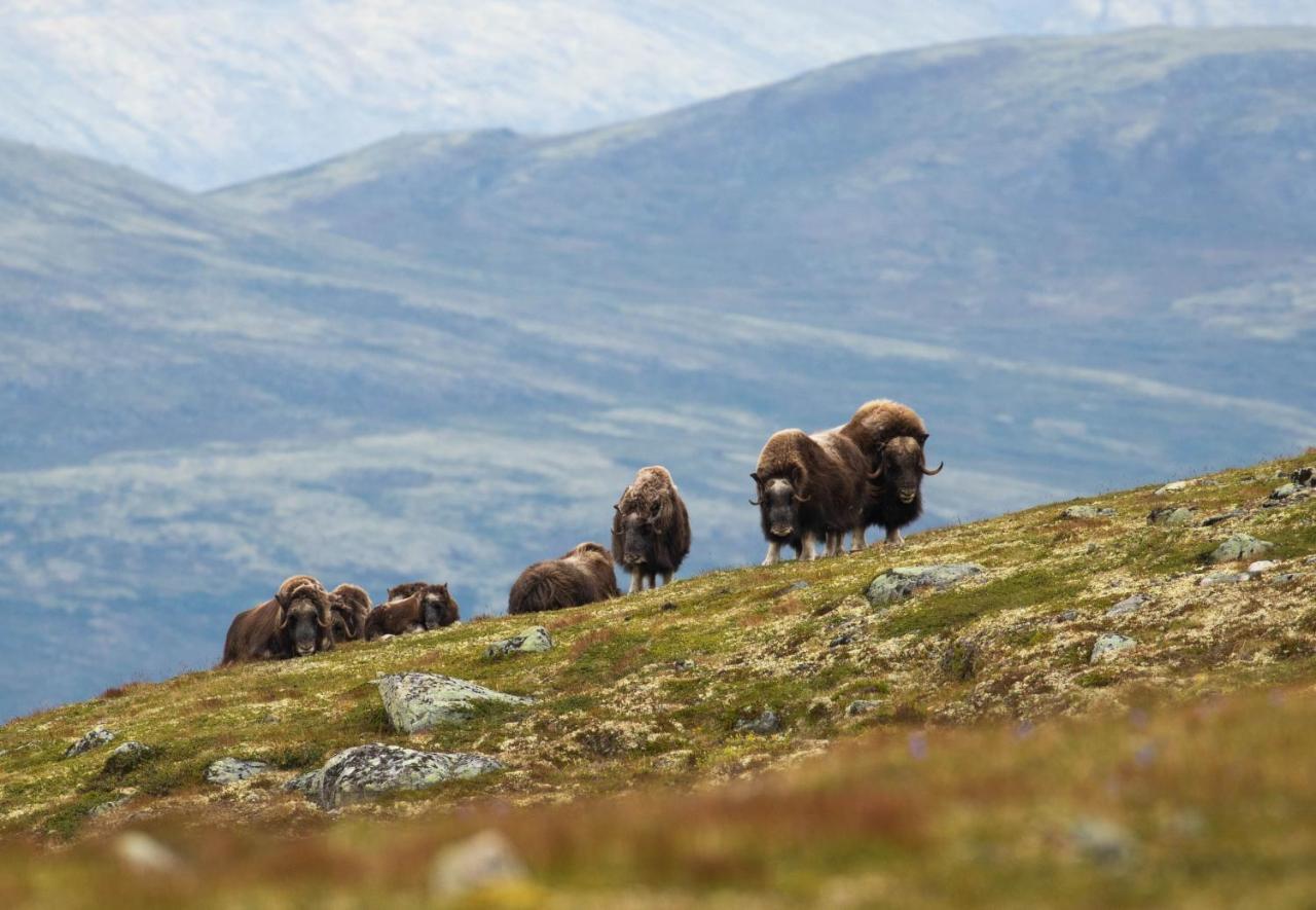 Rondane River Lodge - Rondane Gjestegard Enden Екстериор снимка