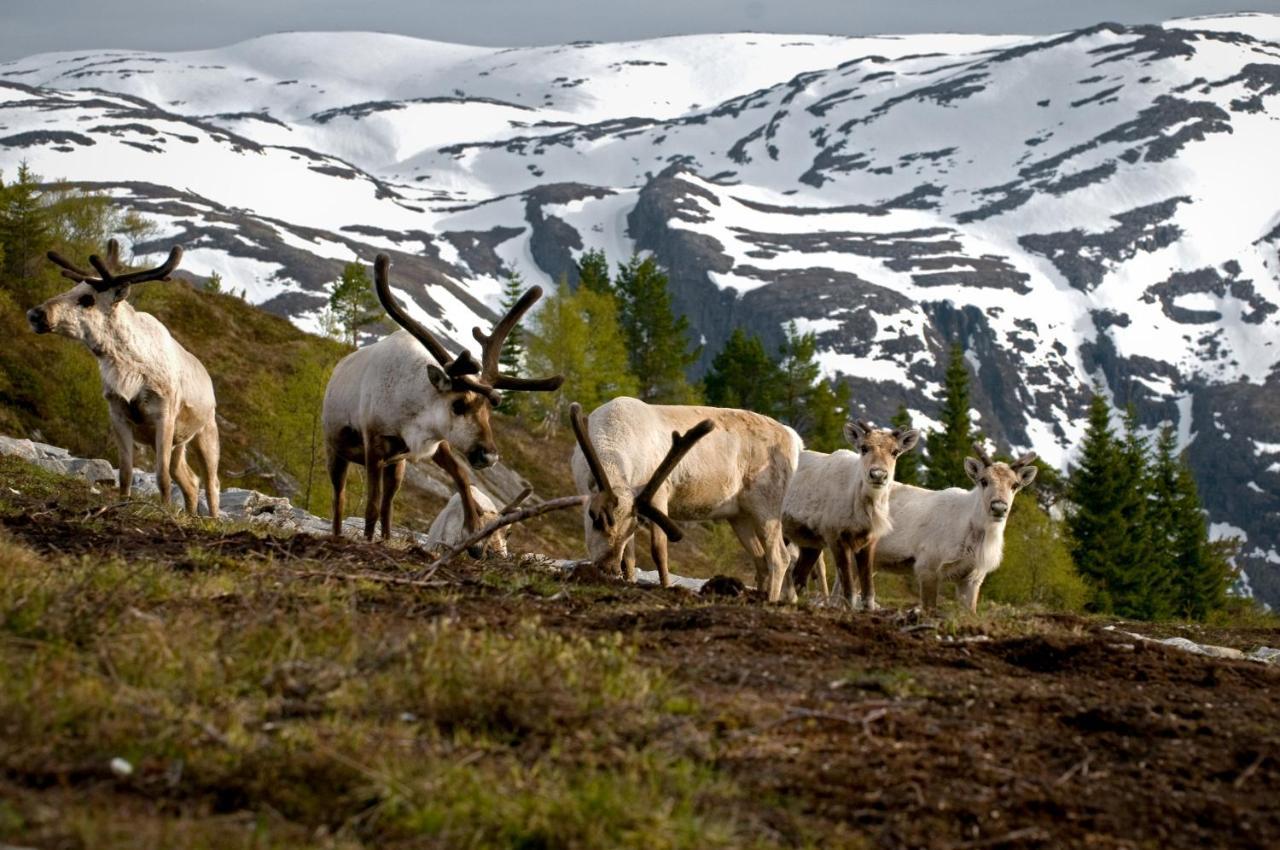 Rondane River Lodge - Rondane Gjestegard Enden Екстериор снимка