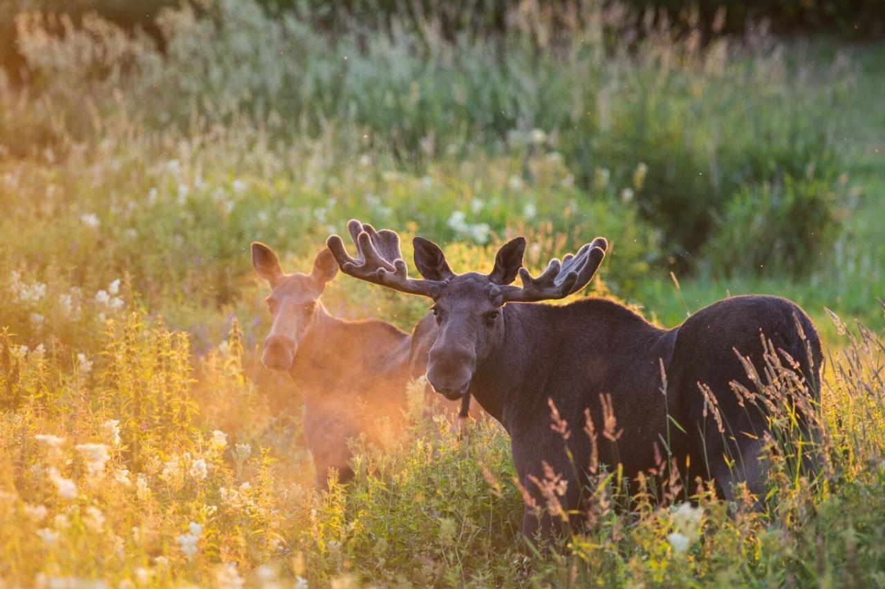 Rondane River Lodge - Rondane Gjestegard Enden Екстериор снимка